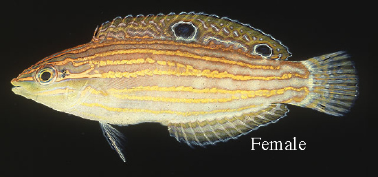  Halichoeres cosmetus (Adorned Wrasse)